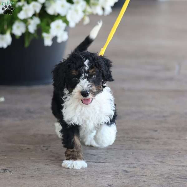 Landon, Mini Bernedoodle Puppy